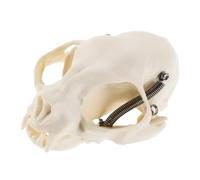 DECORNIJIA Authentic Cat Skull Anatomy Model for Teaching Detailed Skeleton Display Anatomical Cat Head Figurine for Classroom Use Realistic Educational Prop
