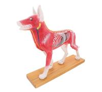 DECORNIJIA Canine Body Acupuncture Model Dog Anatomy Teaching Tool for Veterinary Study with Detailed Acupuncture Points Medical Training Display for Veterinary Students