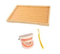 DECORNIJIA Cognitive Teeth Brushing Teaching Model with Fixed Teeth and Bamboo Base Early Learning for Boys Practice Oral Hygiene and Fine Motor Skills Development