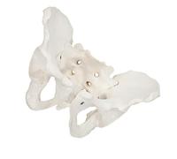 DECORNIJIA Female Pelvis Anatomical Model Large Natural Bone Pelvic Joint with Sacrum and Pubis Structure Medical Training Pelvic Model for Midwifery and Anatomy Education