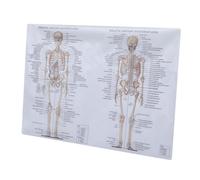 DECORNIJIA Human Anatomy Poster Silk Cloth Muscle and Bone Figure Chart for School Teaching Laboratory Classroom Educational Body Structure Illustration