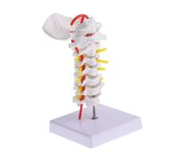 DECORNIJIA Human Cervical Spine Model with Portable Metal Stand PVC Simulation Intervertebral Vertebral Column Medical Teaching Tool for Students and Doctors Detailed Nerve Roots and Arteries