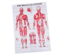DECORNIJIA Muscular System Anatomy Poster Muscle Structure Chart for Beginners Canvas Wall Hanging Body Skeleton Educational Display for Home Gym and Teaching Aid