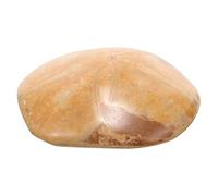 DECORNIJIA Natural Sea Star Specimen Compact for Teaching Collecting and Home Decor Sturdy Multipurpose Paleontological Accessory for Classroom Biology Gifts