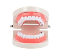 DECORNIJIA Teeth Model Educational for Oral Care Teaching Safe Caries Demonstration Plaything for Early Development and Brushing Skills Training Preschool and Classroom