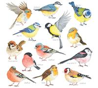 DECOWALL DS2-8038 Little Birds Wall Art Stickers Colourful Flying British Birds Wall Decals Removable Garden Decorations Poster Bedroom Kitchen Living Room (Small)