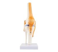 Dedjgoo Life Size Knee Joint with Ligaments PVC Model for Student Learning