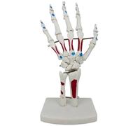 Dedjgoo Skeleton Hand Model Palmar Anatomy Muscle Model with Wrist, Ulna, Hinged Hand