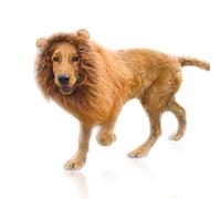 DEEDPF Lion Mane Wig for Dog Costume with Ears Pet Adjustable Cosplay Holiday Photo Shoots Party Fancy Lion Hat Party Activity Light Brown