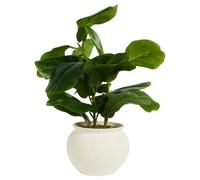 Deenz Artificial Fiddle Plant In Beautiful Rustic Ceramic Pot Green Indoor Decorative Plant Touch Of Nature Home Decor 44 X 22 Cm