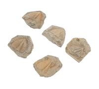 DEEPCRAFF 5pcs Trilobite Specimen Samples for Students with Random Shapes, Natural Arthropod Remains to Enrich Knowledge and Develop Creativity, for Science Education and Birthday Party