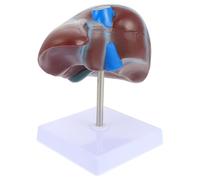 DEEPCRAFF Realistic Human Liver Anatomical Model and Base Brown Pvc Material for Teaching and Anatomy Education Suitable for Students and Physiology Demonstrations Physiology Demonstrations