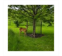 Deer Fence Netting Kit - 1.5m High Garden Netting for Plants, Trees & Crops - Includes Stakes & Staples (10m)