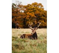 Deer lying in the meadow - 1000 piece paper puzzle - Super Family Game 38x52cm