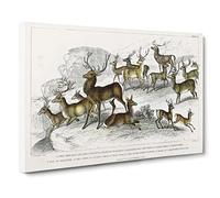 Deers & Stags By Oliver Goldsmith Canvas Print | Gallery Wrapped 30mm Frame Wall Art | 30x20 inches | Ready to Hang | Retro Animal Picture | Living Room Bedroom Lounge Office