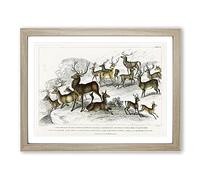 Deers & Stags By Oliver Goldsmith Vintage Framed Print | A3 Oak Framed Wall Art | Ready to Hang | Classic Animal Picture | Living Room Bedroom Lounge Office