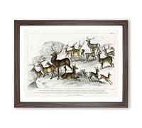 Deers & Stags By Oliver Goldsmith Vintage Framed Print | A3 Walnut Framed Wall Art | Ready to Hang | Classic Animal Picture | Living Room Bedroom Lounge Office