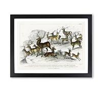 Deers & Stags By Oliver Goldsmith Vintage Framed Print | A4 Black Framed Wall Art | Ready to Hang | Classic Animal Picture | Living Room Bedroom Lounge Office