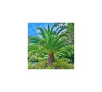 (Default) Pair of Phoenix Palm Trees, 55-75cm Tall in 15cm Pots