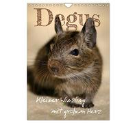 Degus - tiny creatures with a big heart UK-Version (Wall Calendar 2026 DIN A4 Portrait), CALVENDO 12 Month Wall Calendar