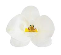 dekora - Edible Flowers for Cake Decorations, 10 White Wafer Paper Orchids, 8.5 x 7.5 cm, Cake Toppers for Wedding, Birthday, Baby Shower, Gender Reveal & Cupcakes