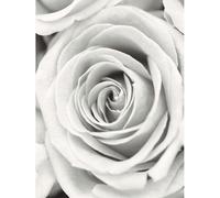 Del Frank Krahmer Rose Canvas Print White (80Cm X 60Cm)