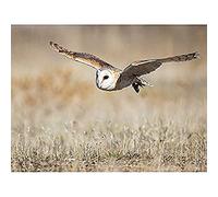 Delgado Barn Owl Bird Flight Nature Photo Art Print Canvas Premium Wall Decor Poster Mural