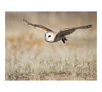 Delgado Barn Owl Bird Flight Nature Photo Premium Wall Art Canvas Print 18X24 Inch