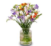 Delicately Scented Just Freesia Bouquet - 20 Vibrant Stems - Perfect for Any Occasion - Fleur De Luxe UK