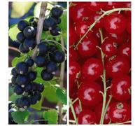 Deliciously Sweet Currant Duo: Big Ben Blackcurrant & Rovada Redcurrant - High Yielding, Easy to Grow - Perfect for Fresh Eating or Preserving! - 6x Bareroots By Thompson & Morgan