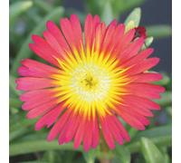 Delosperma Cooperi Hot Red Trailing Ice Plant 6 Plug Plant