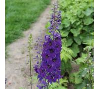 Delphinium Dark Bee Perennial Plant 6 Plug Plants