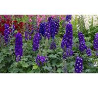 Thompson & Morgan Delphinium Magic Fountain Dark Blue White Bee 9Cm Potted Plant X 1