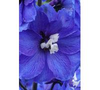 Delphinium Elatum 'blue Nile' - Stunning Upright Hardy Perennial - Blue Blooms With White Bee - 1.5 Litre Pot