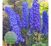Delphinium Elatum 'faust' - Tall Upright Hardy Perennial - Semi-Double Blue Flowers - 1.5 Litre Pot