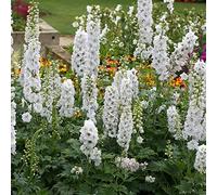 Delphinium Plants. Garden Ready. 'Magic Fountains Pure White'. Perennial. White Flowers. Plants for Pollinators. 2L Plant. Available from Bedwen Plants.