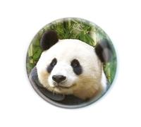 Deluxebase Magnidome Panda Fridge Magnet - Crystal Glass Dome Animal Magnets for Fridges, Decorative Strong Magnet for Kitchen Accessories, Novelty Gifts and Cute Home Decor.