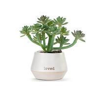 DEMDACO Loved Just Because Artificial Off-White 2 x 1.5 Stoneware Mini Succulent