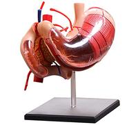 Demonstration model of an organ of the stomach anatomical model of removable human stomach 12 pieces human organs anatom