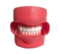 Demonstration Teeth Model, Dental Implant Teeth Model, Dental Oral Simulation Simple Head Mold, with 28 Pieces Screw Fixed Teeth, Medical Teaching Learning Tool,A