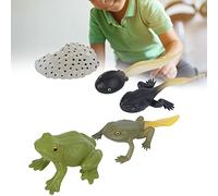 Denash Ranidae Growth Cycle Model Animal Education Toy Set for Children, Realistic Plastic Simulation Figures, Learning Animal Life Cycle, Safe and Non
