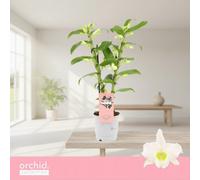 Dendr N Sc Apollon 2 Stem Pot Size 12 Cm Height 40 Dendrobium Orchid Indoor Houseplant