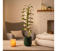 Dendrobium 1-Stem Orchid Plant in Forest Ceramic Pot - Indoor Houseplant with Pot Included - Luxe Leaf Plants