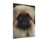 DENMER Cute Pekingese Printed Solid Wood Frame Canvas Wall Art 40x50 CM - Handmade Framing Square Wall Decor for Bedroom, Living Room, Office