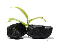 DENMOUS Raw Rough Stone African Black Tourmaline 100 Gm Natural Healing Reiki Crystal Chakra Stone-B07F1XM6-1D