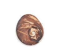 DENMOUS Very Big Natural Gomti Chakra Near To 5Cm Dia 2 Piece Largest Chakra Biggest In The World Exclusively For You-B09CMML2B