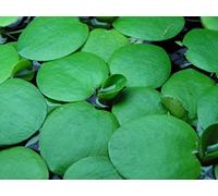 Dennerle Amazon Frogbit *Limnobium laevigatum* Live Floating Plant