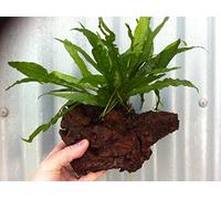 Dennerle Java Fern Growing on Bogwood Small bogwood 6" approx live plants