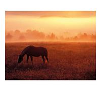 Dennis Frates Horse In Pasture Framed Canvas Print Brown (30Cm X 40Cm)