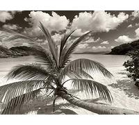 Dennis Frates (Still Growing To The Sun 60 x 80cm Canvas